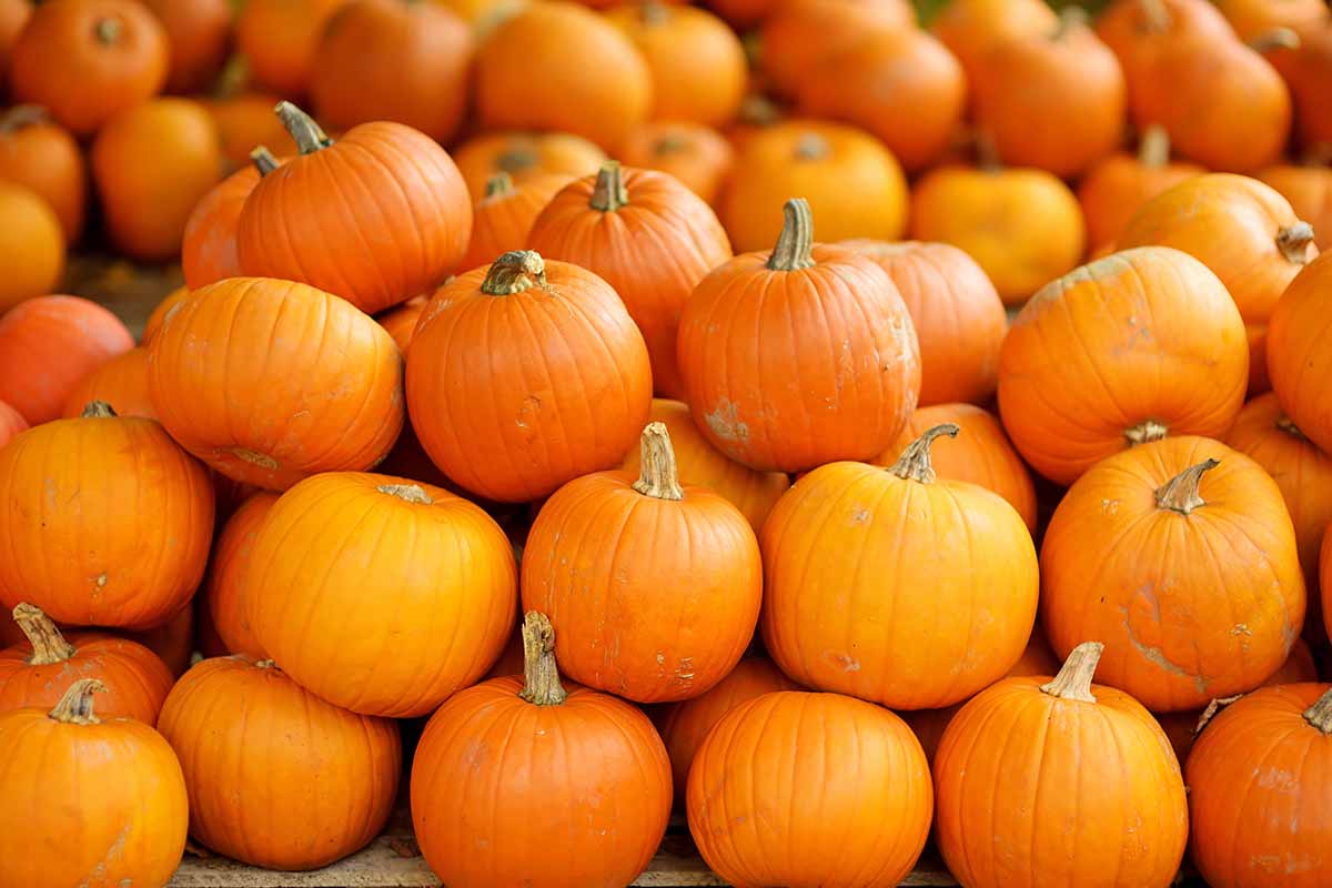 Horizontal image of a display of bright orange pumpkins.