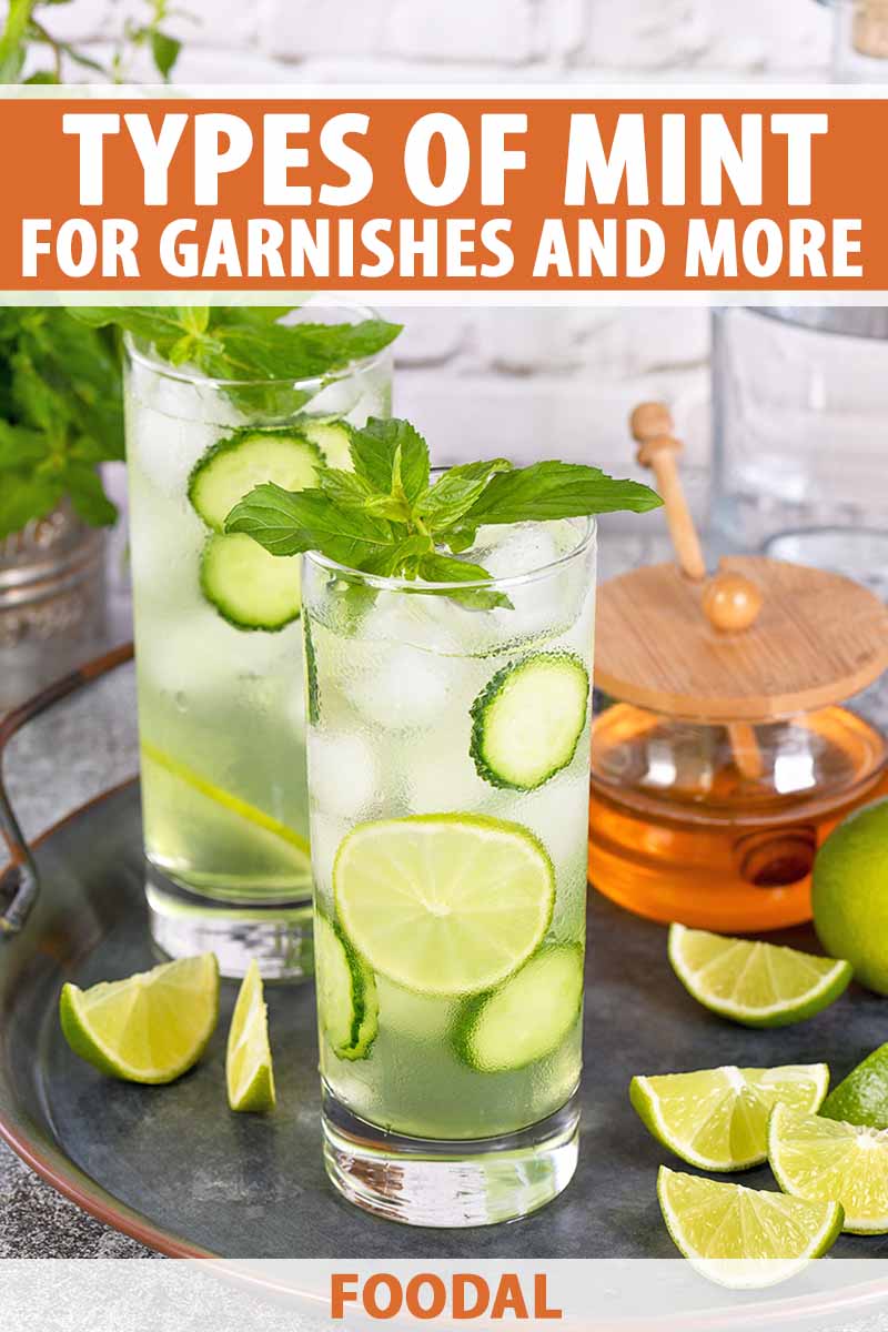 Vertical image of two glasses filled with a cocktail with fresh garnishes