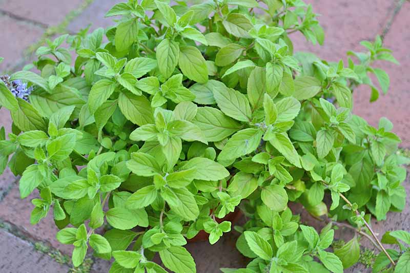 Horizontal image of fresh herbs growing in a pot.