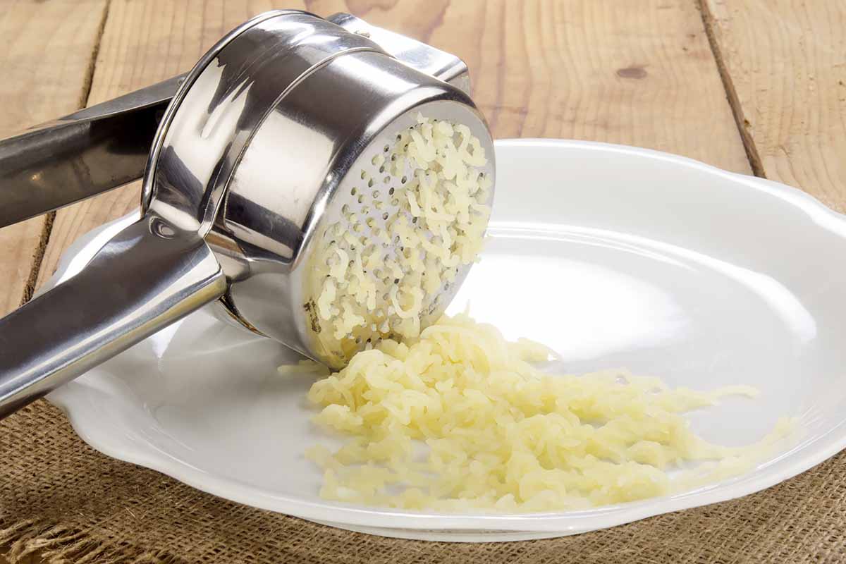 Horizontal image of cooked potatoes processed with a metal presser onto a plate.