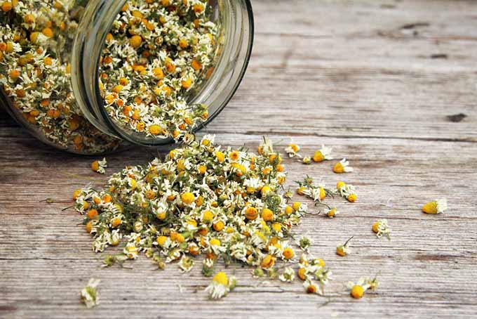 Chamomile Tea | Foodal.com