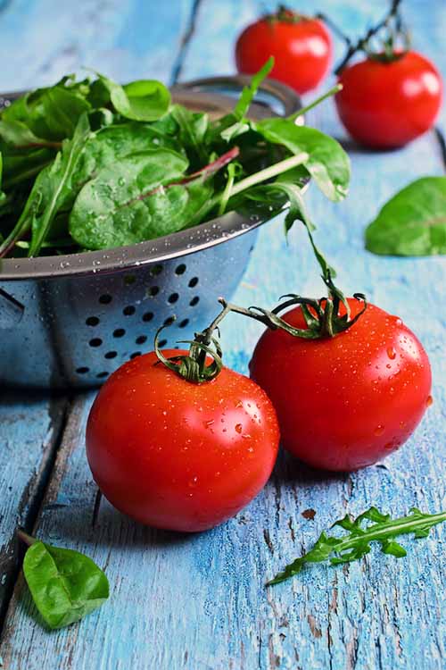 A Top Pick Colander, With Greens and Tomatoes | Foodal.com