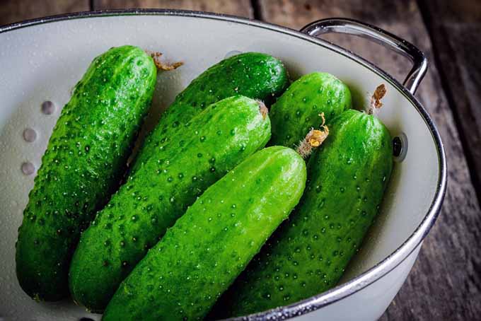 Cucumbers in a Colander | Foodal.com