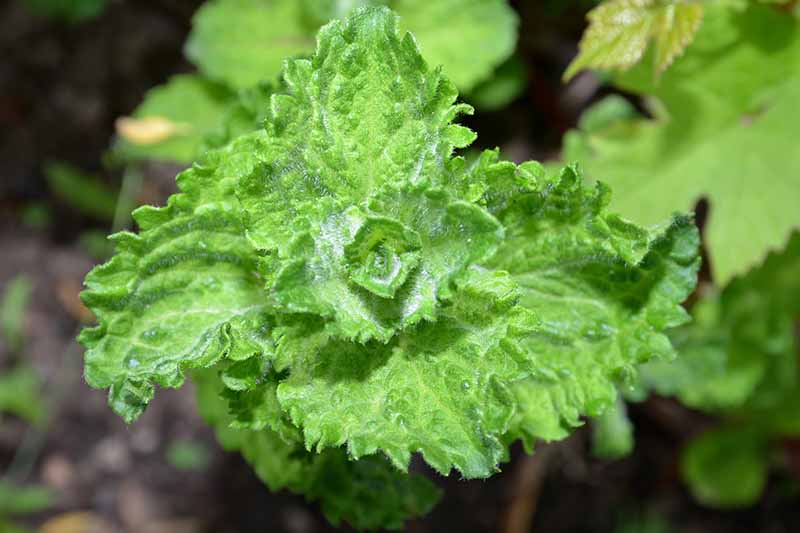 Horizontal close-up image of green curly herb leaves.