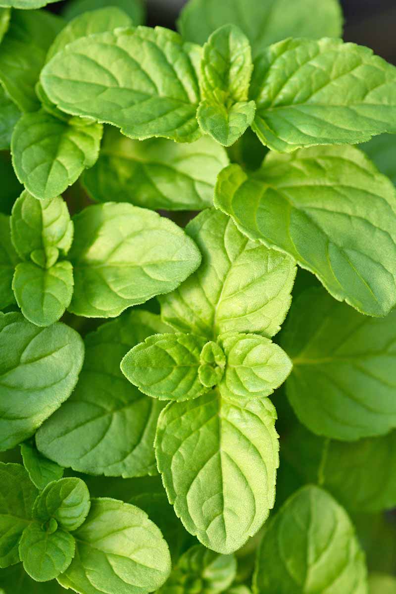 Vertical image of close-up fresh green herbs.
