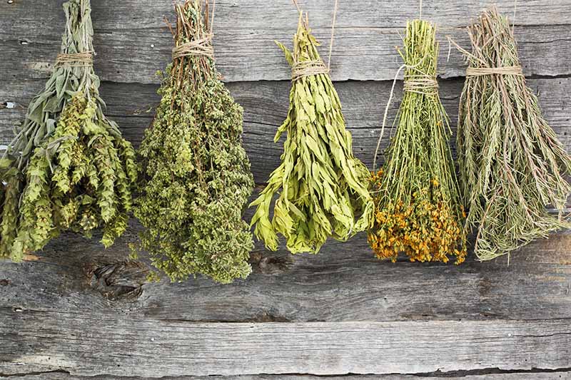 Horizontal image of dehydrated aromatics on twine suspended from a wooden wall.