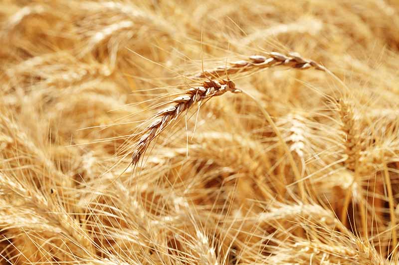Horizontal image of stalks flowing in the wind.