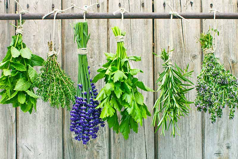 Horizontal image of bundles of aromatics suspended with twine on a wooden wall.