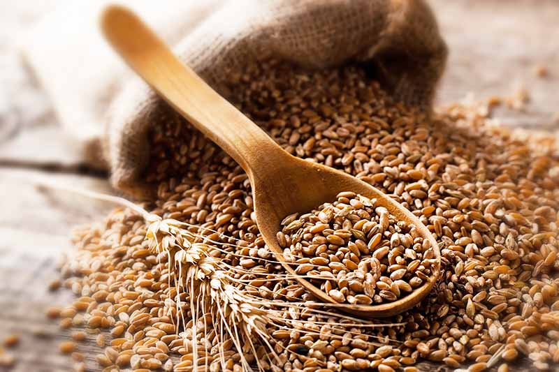 Horizontal image of a spoon holding grain berries next to a burlap bag on a counter.