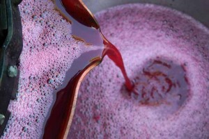 Thinking of Making Wine at Home? Here’s How to Get Started