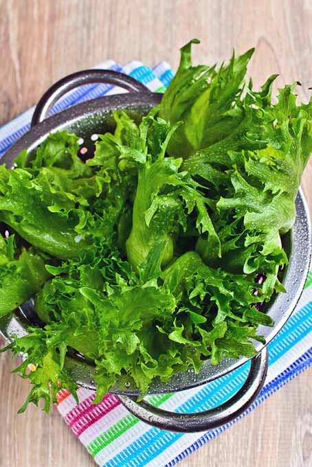 Lettuce in a Colander | Foodal.com