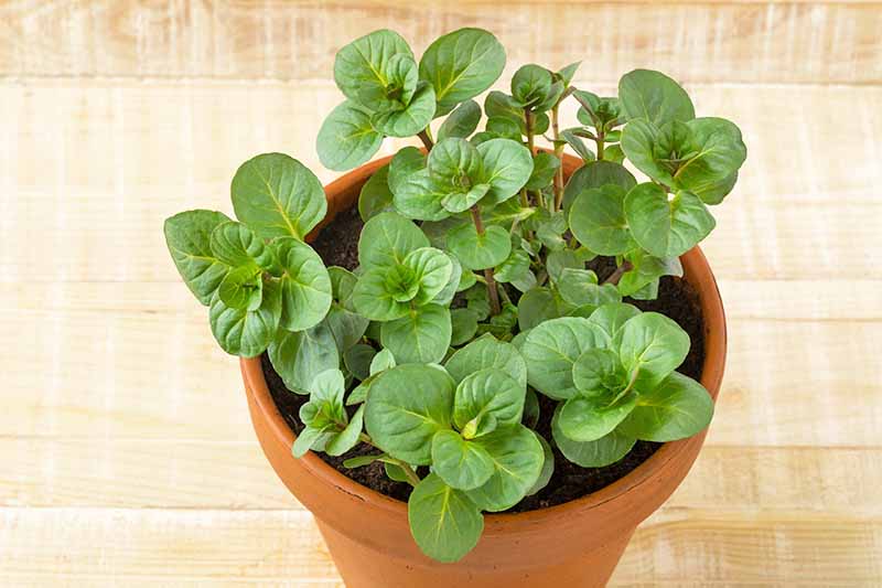Horizontal image of a fresh and green plant growing in a pot on a wooden surface.