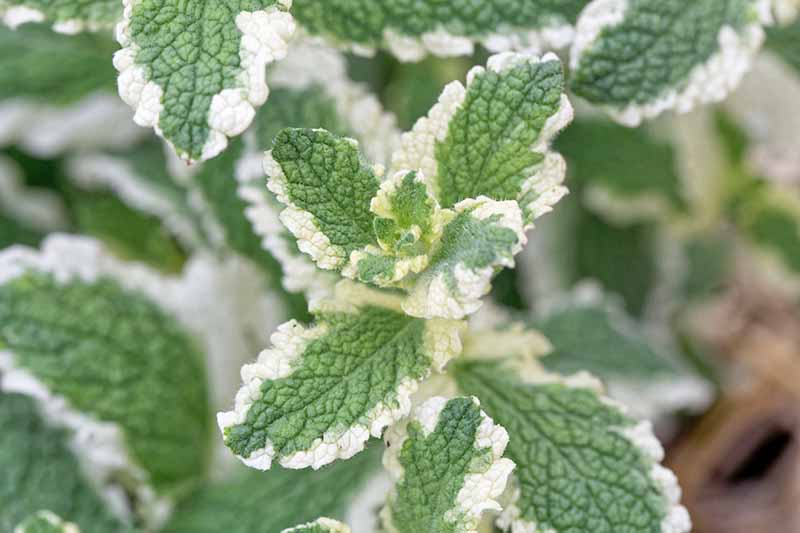 Horizontal image of a plant with white-lined leaves with a green center.