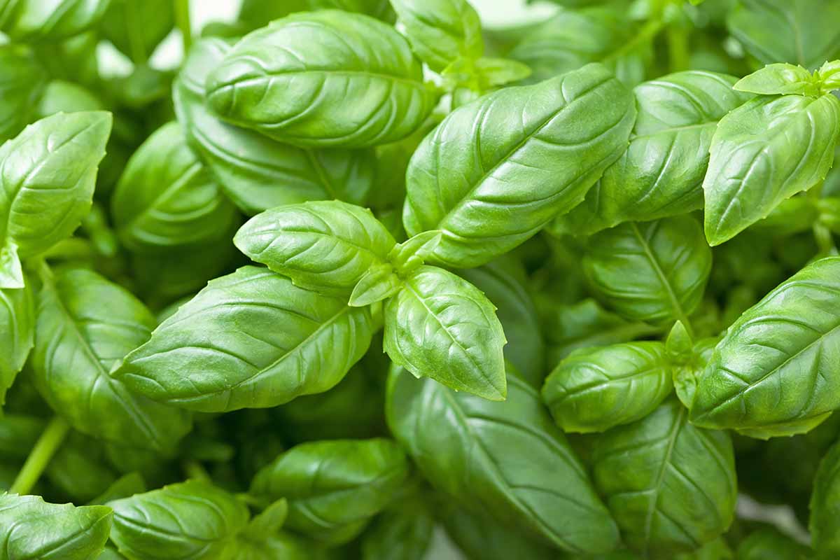 Horizontal image of a bunch of fresh whole leafy herbs.