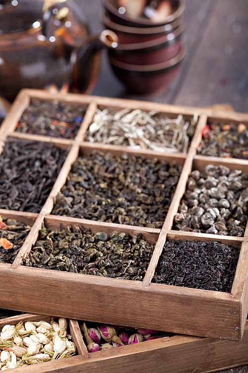 Is keeping your tea stored and organized correctly really all that important? The answer is: yes! Learn the best tips from our tea-loving pros right here at Foodal: https://foodal.com/knowledge/how-to/store-and-organize-tea/