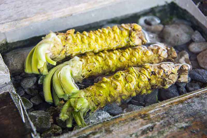 Horizontal image of three wasabi rhizomes on ice in a wooden box.