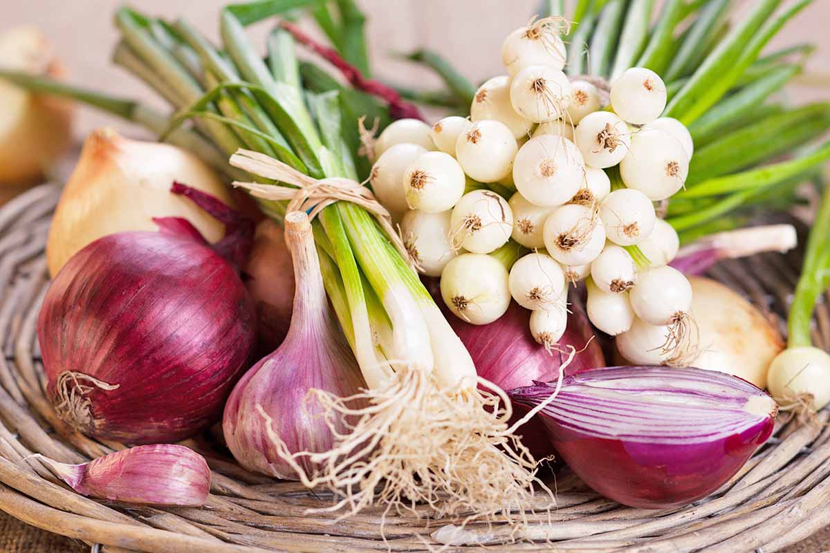 Horizontal image of garlic, onions, and scallions in a basket.