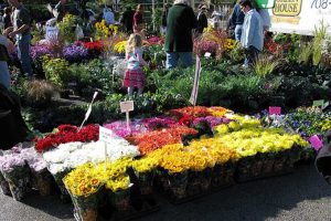 Foodie Travels: Oak Park Farmers Market
